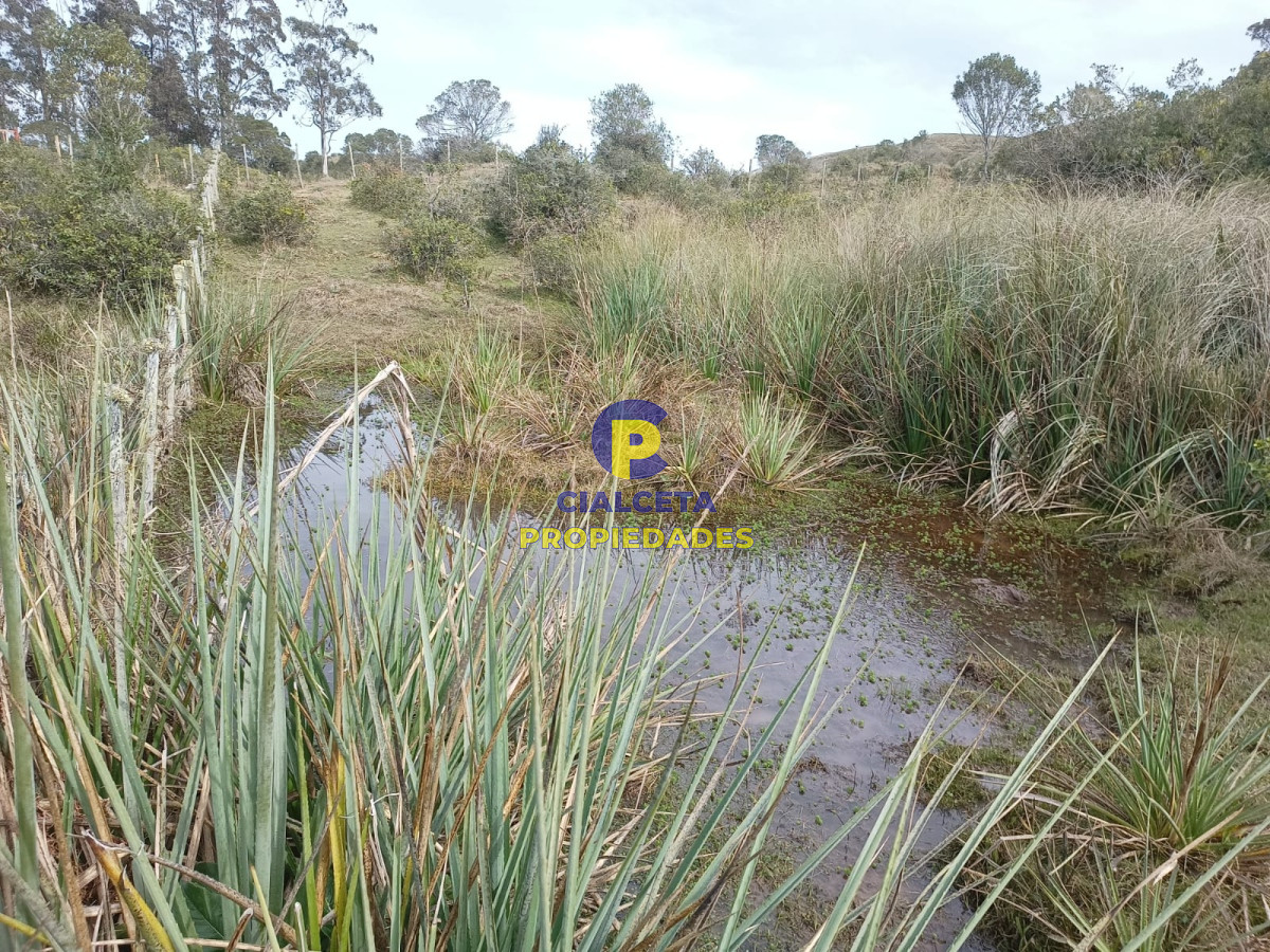Campo Ref.491 - 80 hectáreas en Maldonado