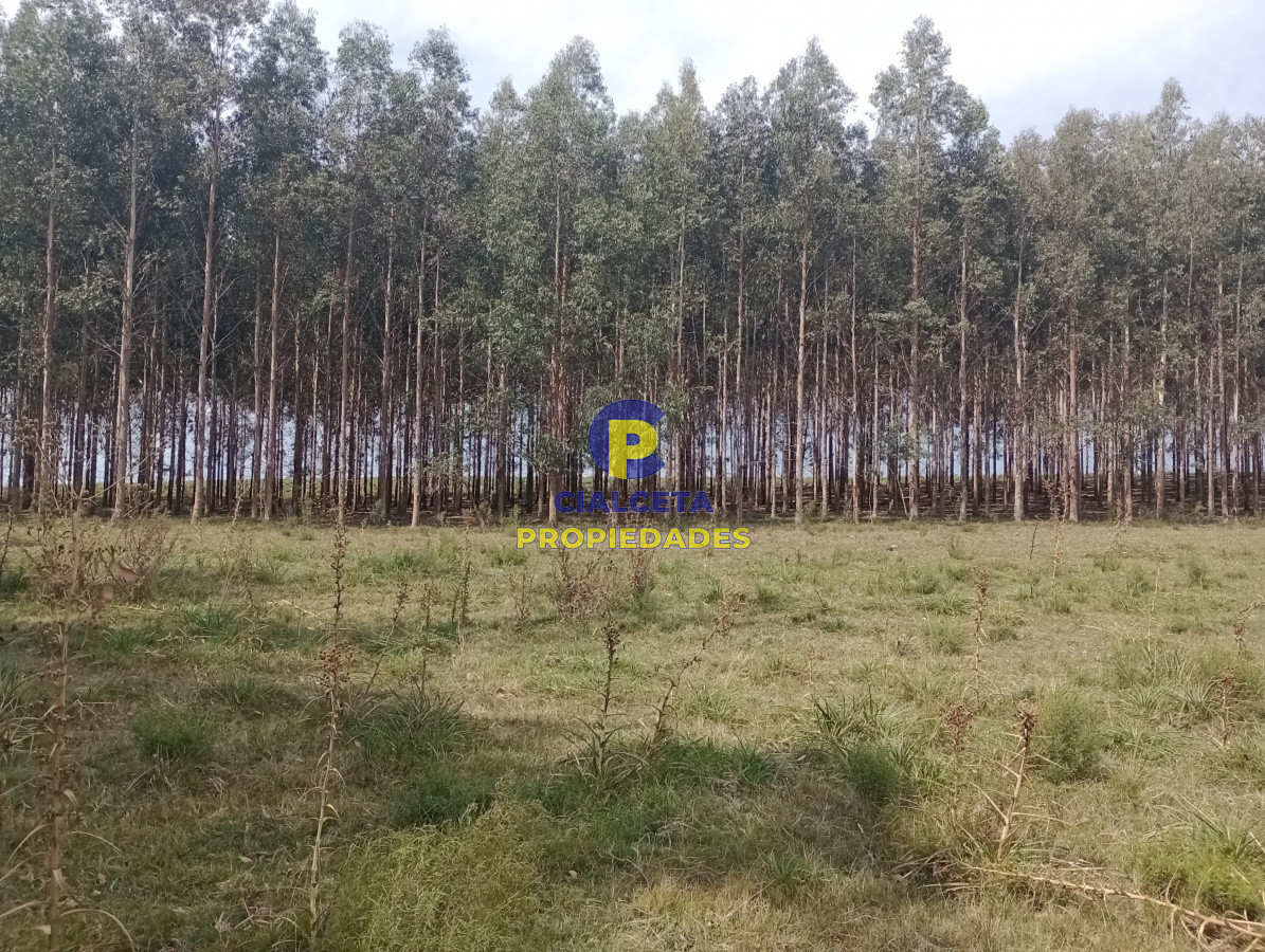 Campo Ref.79 - 170 hectáreas en lavalleja
