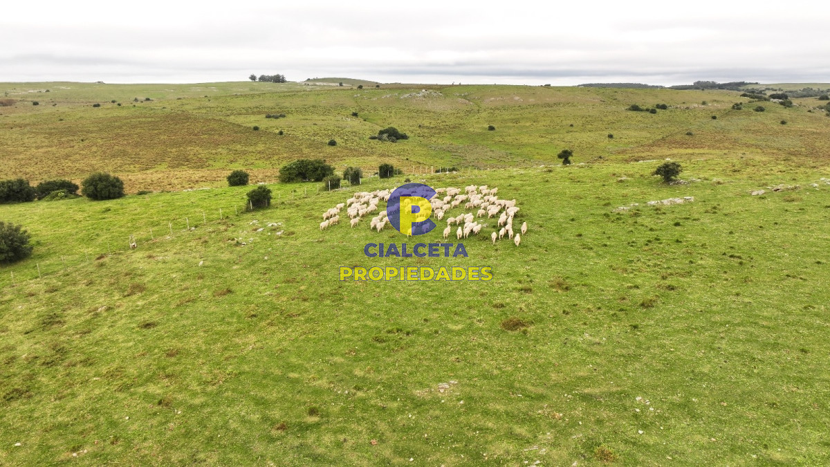 Campo Ref.426 - 116 hectáreas en Lavalleja