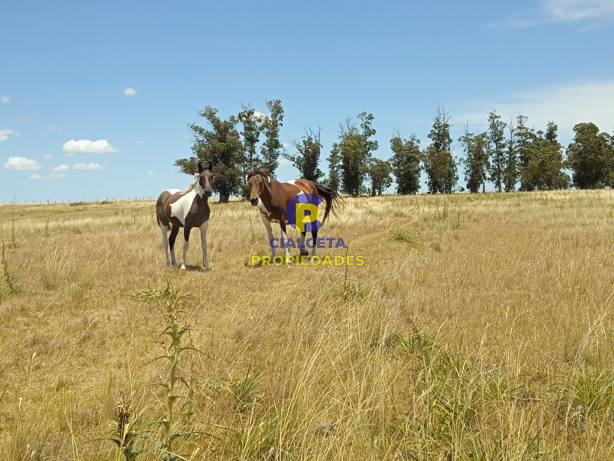 Campo Ref.273 - 23 hectáreas en Lavalleja con arroyo