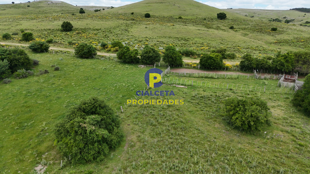Campo Ref.553 - 485 hectáreas en Lavalleja, ganadero forestal