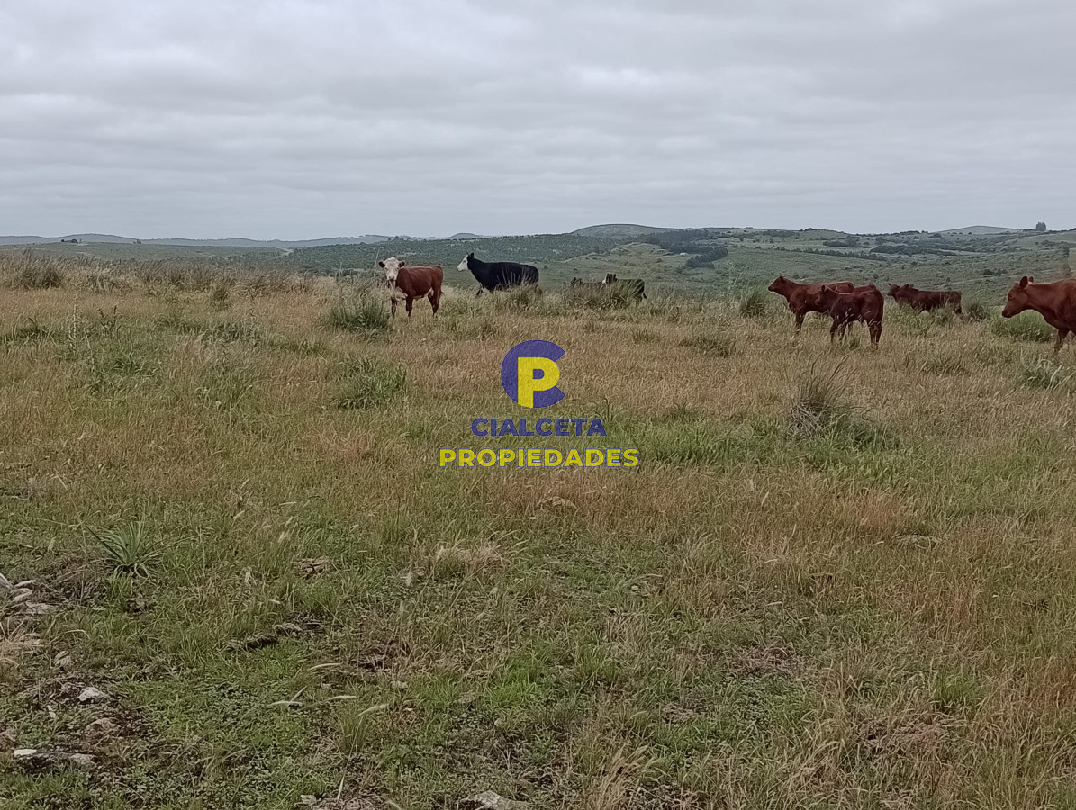 Campo Ref.372 - 95 hectáreas en Carapé