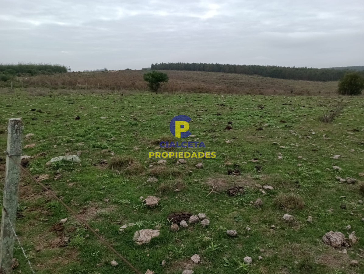 Campo Ref.217 - 664 hectáreas en Colonia