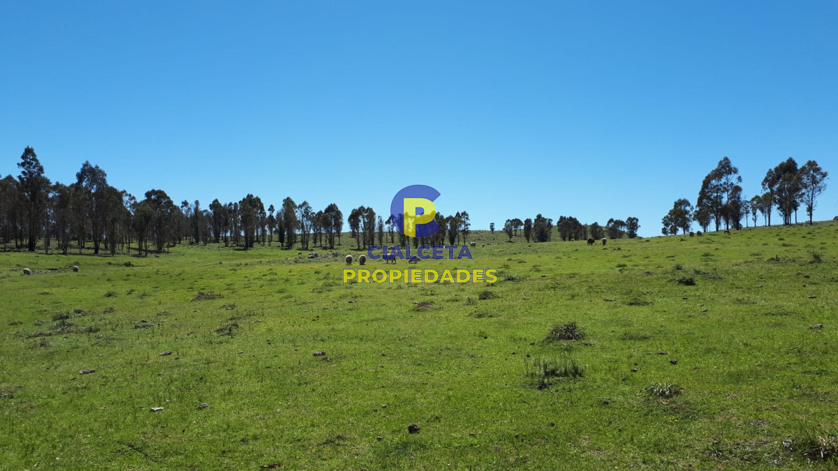 Campo Ref.325 - 298 hectáreas en Lavalleja