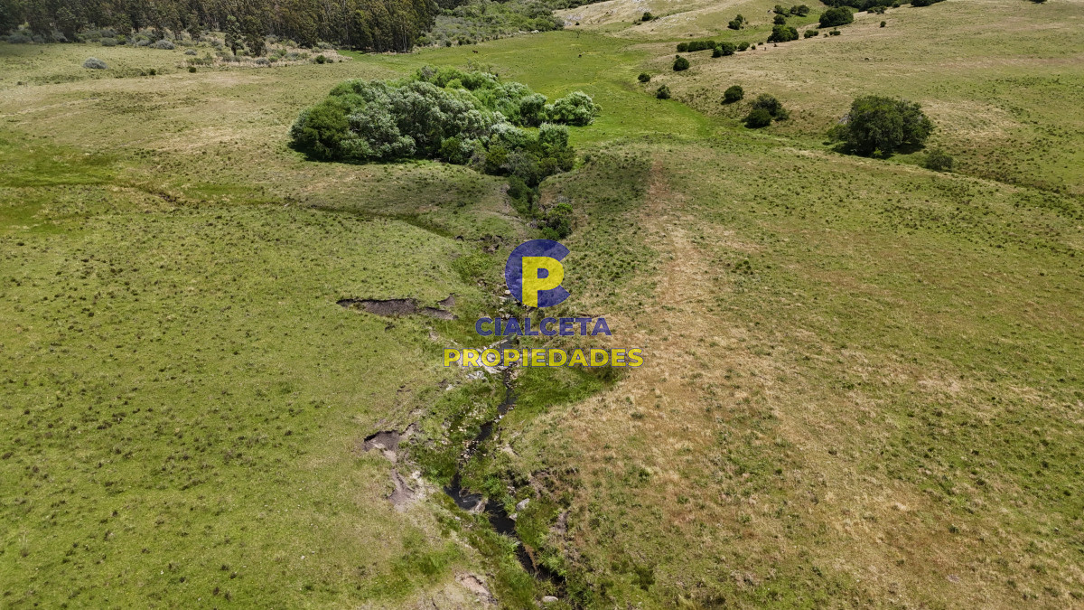 95 hectáreas ganadero forestal - GoPunta - Portal Inmobiliario de Punta del Este - Maldonado