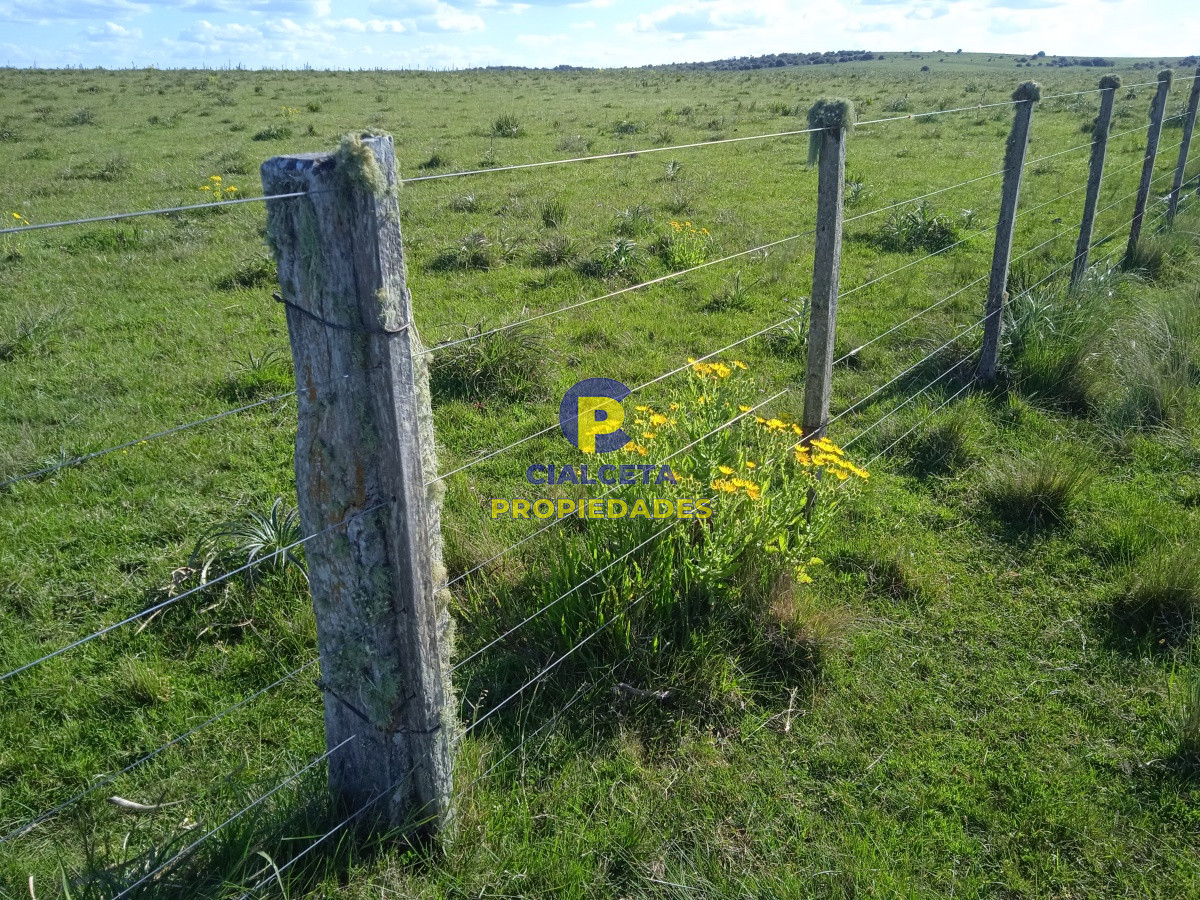 Campo Ref.95 - 202 hectáreas, campo bueno, natural