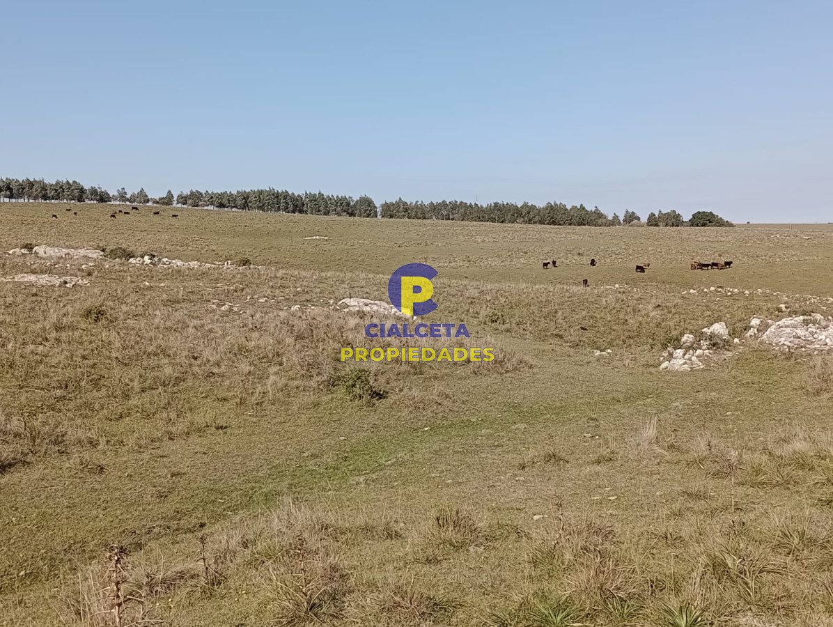 7 hectáreas en Maldonado, sobre camino - GoPunta - Portal Inmobiliario de Punta del Este - Maldonado