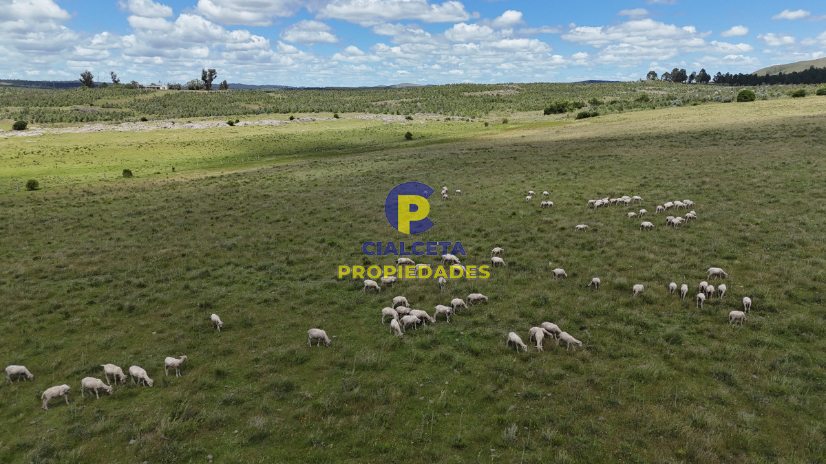 95 hectáreas ganadero forestal - GoPunta - Portal Inmobiliario de Punta del Este - Maldonado