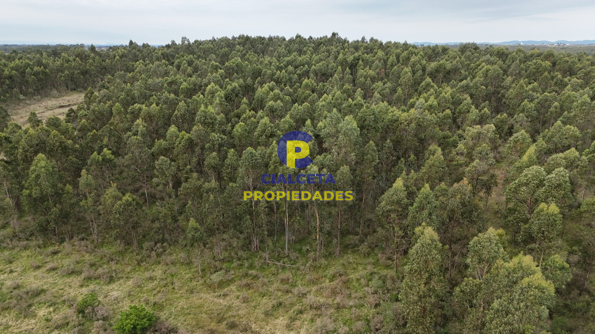 39 hectáreas y media en Canelones - GoPunta - Portal Inmobiliario de Punta del Este - Maldonado