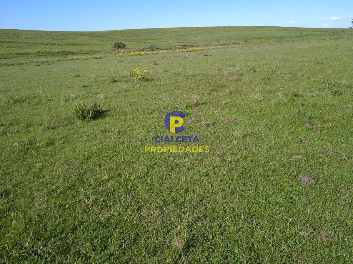 Campo Ref.95 - 202 hectáreas, campo bueno, natural