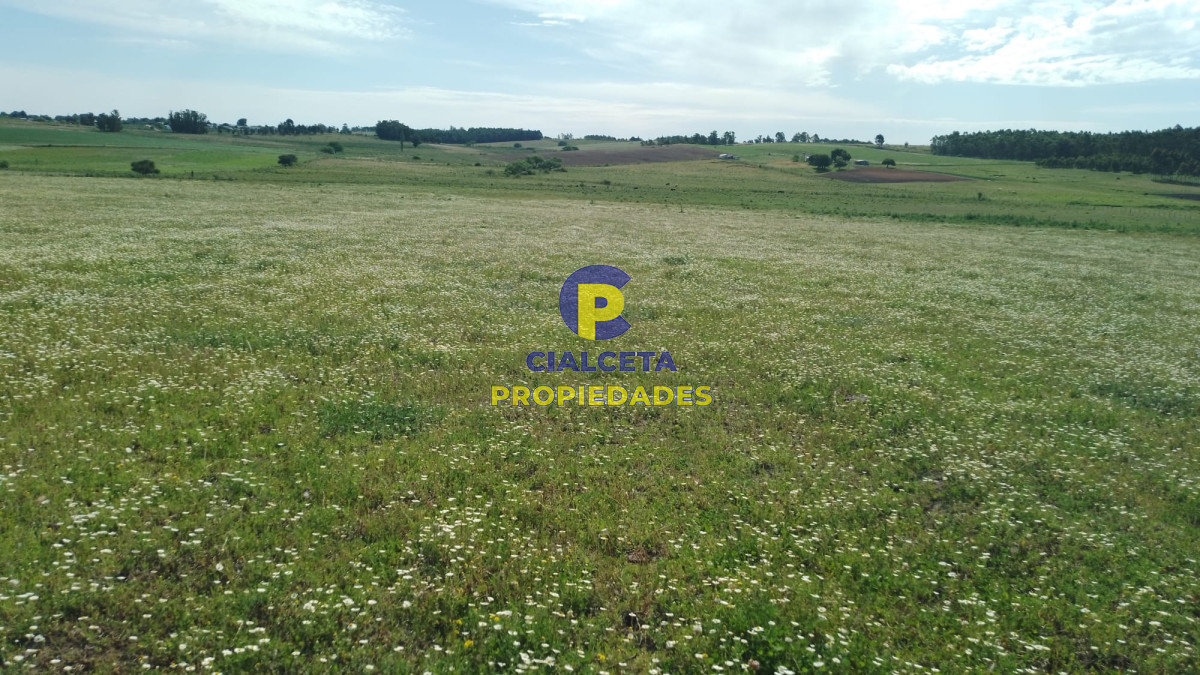 31 hectáreas y metros en Canelones - GoPunta - Portal Inmobiliario de Punta del Este - Maldonado