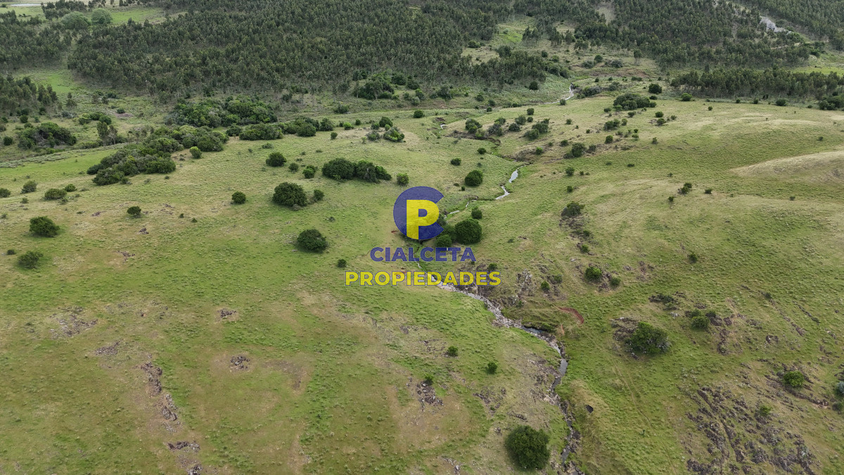 485 hectáreas en Lavalleja, ganadero forestal - GoPunta - Portal Inmobiliario de Punta del Este - Maldonado
