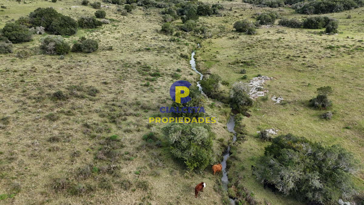 Campo Ref.459 - 25 hectáreas con 7 mil metros en Lavalleja, con cañada