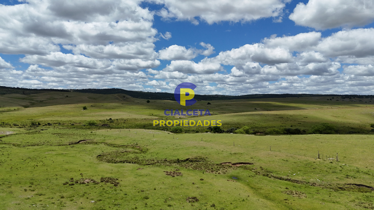 389 hectáreas ganaderas forestales - GoPunta - Portal Inmobiliario de Punta del Este - Maldonado