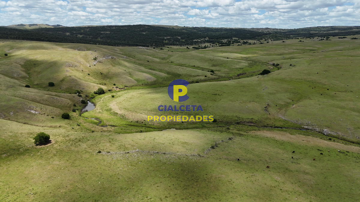 389 hectáreas ganaderas forestales - GoPunta - Portal Inmobiliario de Punta del Este - Maldonado