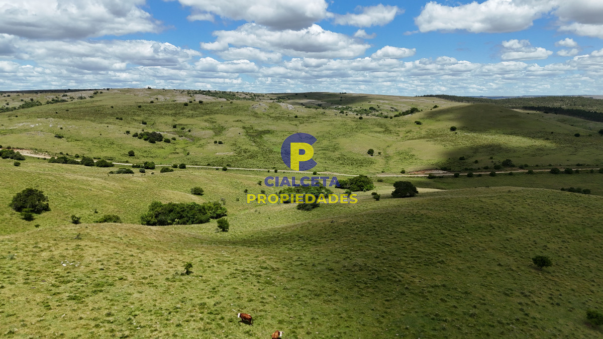 485 hectáreas en Lavalleja, ganadero forestal - GoPunta - Portal Inmobiliario de Punta del Este - Maldonado