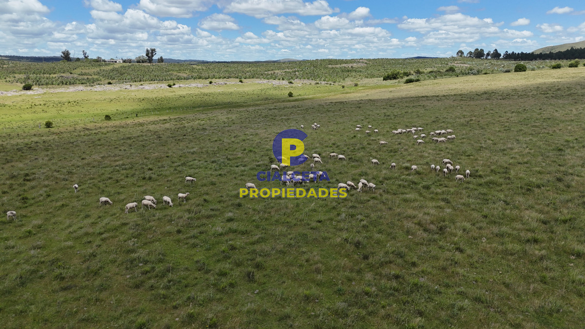 95 hectáreas ganadero forestal - GoPunta - Portal Inmobiliario de Punta del Este - Maldonado