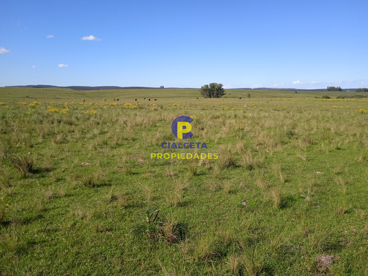 Campo Ref.95 - 202 hectáreas, campo bueno, natural