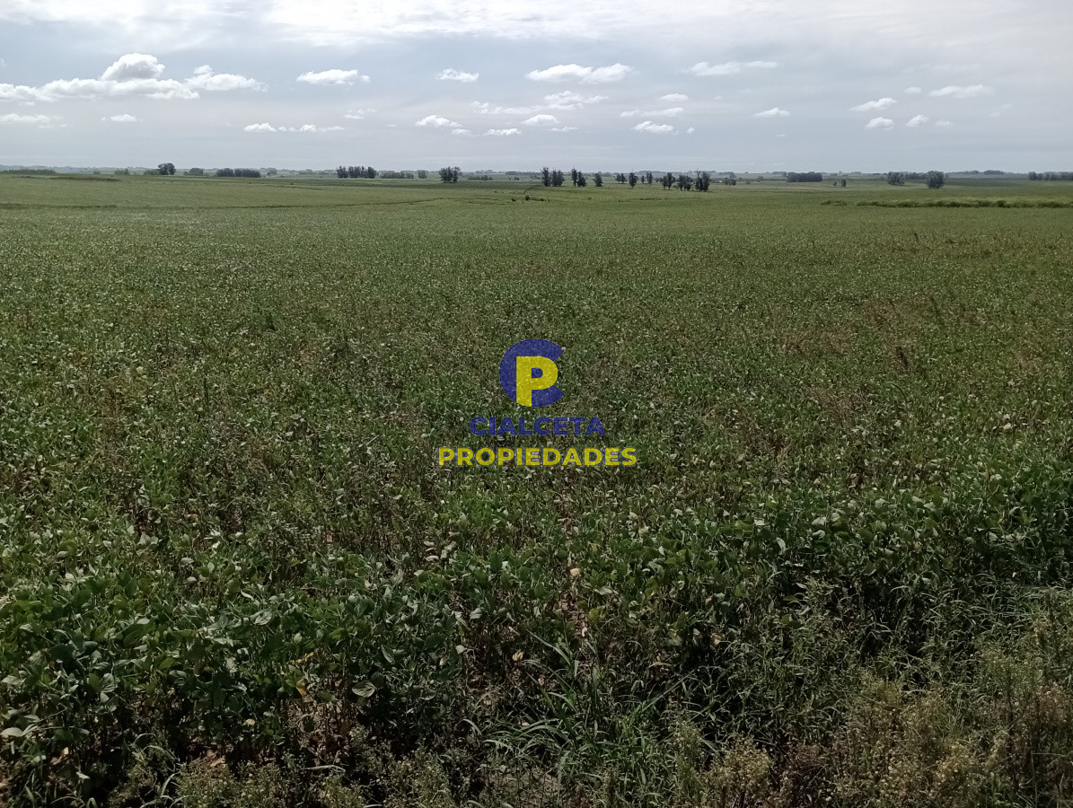 Campo Ref.68 - 350 hectáreas en lavalleja