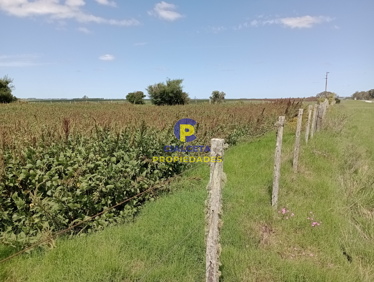 Campo Ref.68 - 350 hectáreas en lavalleja