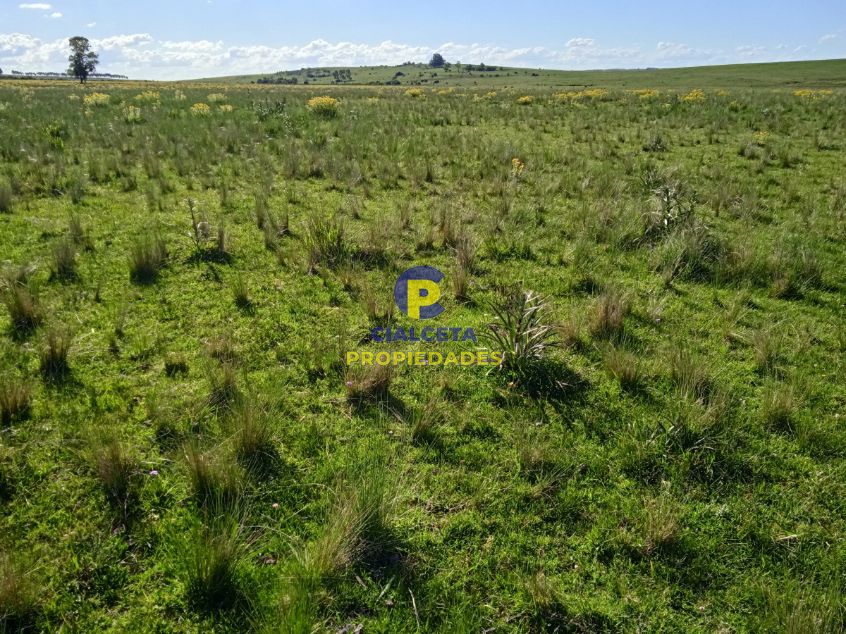 Campo Ref.95 - 202 hectáreas, campo bueno, natural