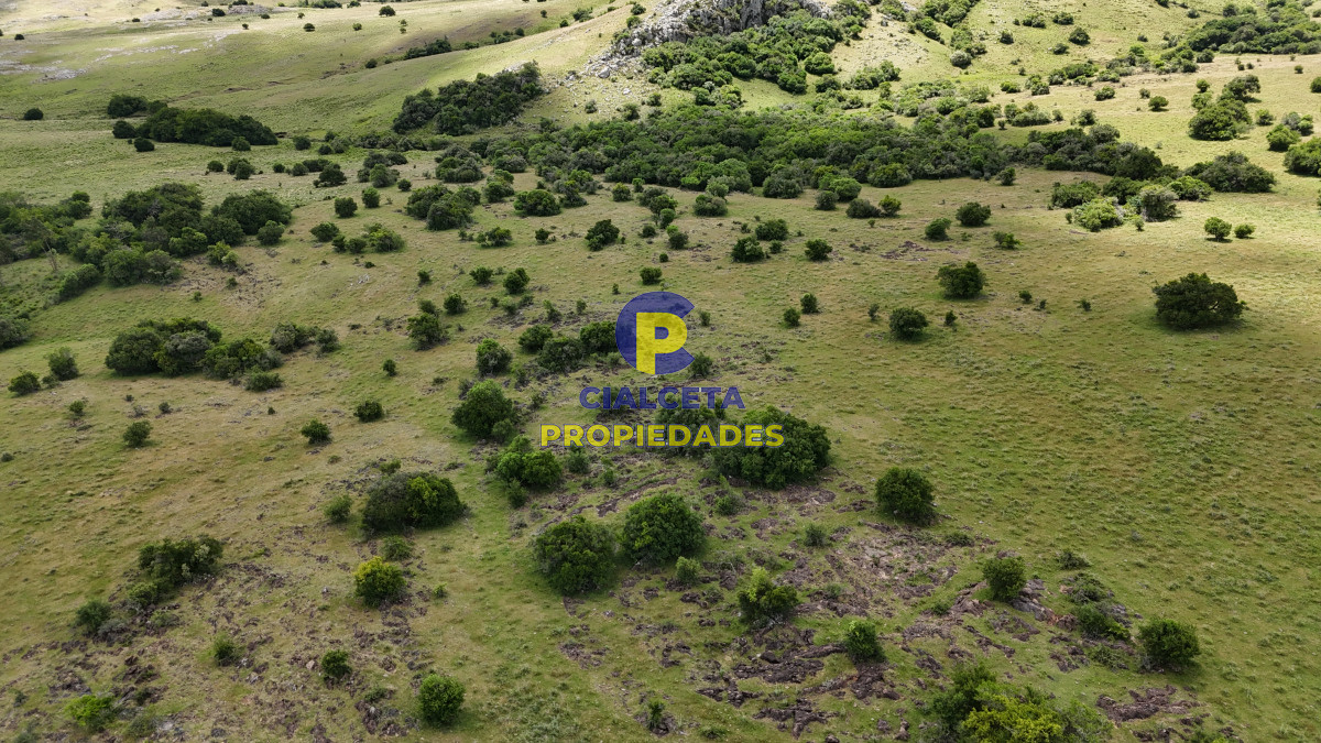 485 hectáreas en Lavalleja, ganadero forestal - GoPunta - Portal Inmobiliario de Punta del Este - Maldonado