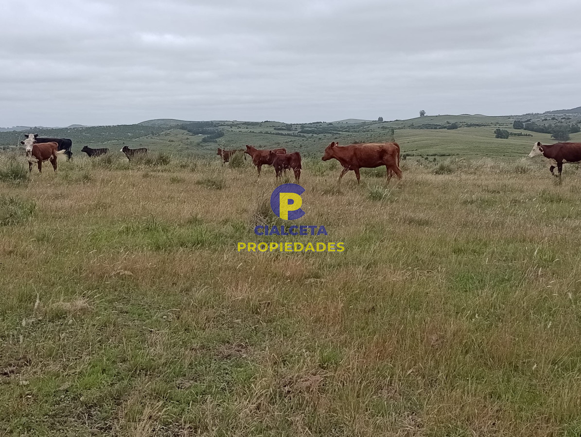 95 hectáreas en Carapé - GoPunta - Portal Inmobiliario de Punta del Este - Maldonado