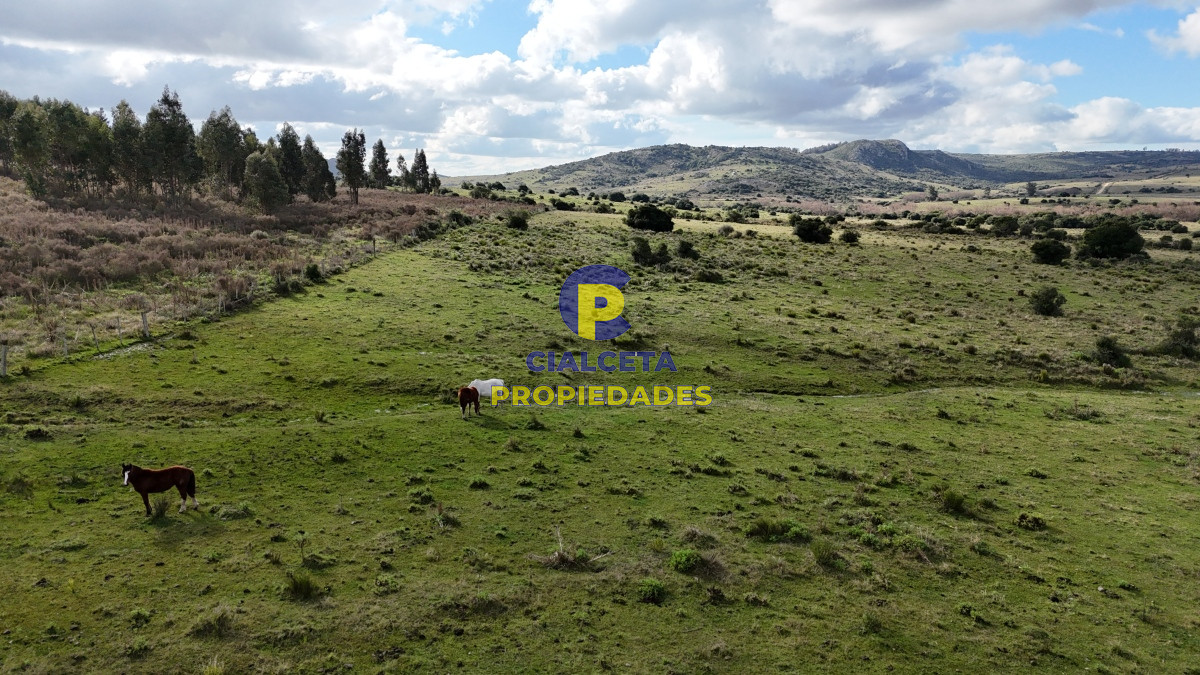Campo Ref.459 - 25 hectáreas con 7 mil metros en Lavalleja, con cañada
