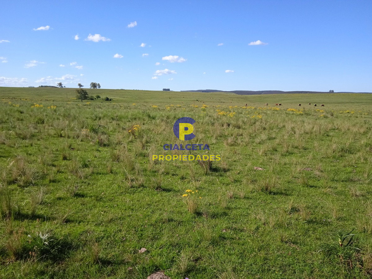 Campo Ref.95 - 202 hectáreas, campo bueno, natural