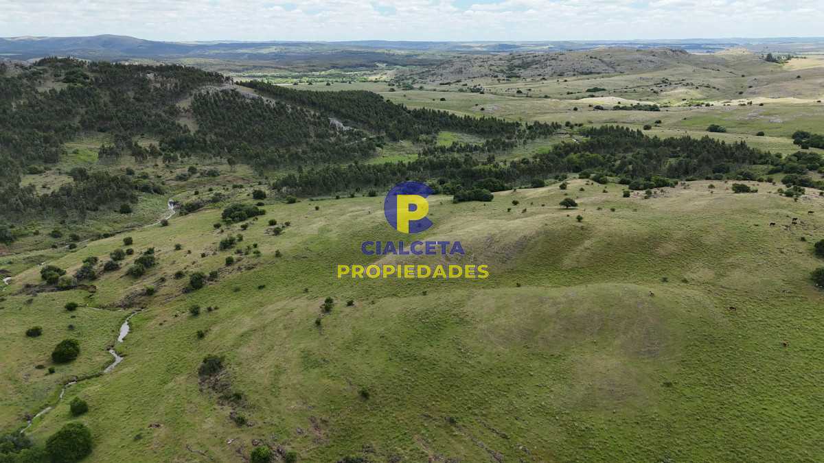 485 hectáreas en Lavalleja, ganadero forestal - GoPunta - Portal Inmobiliario de Punta del Este - Maldonado