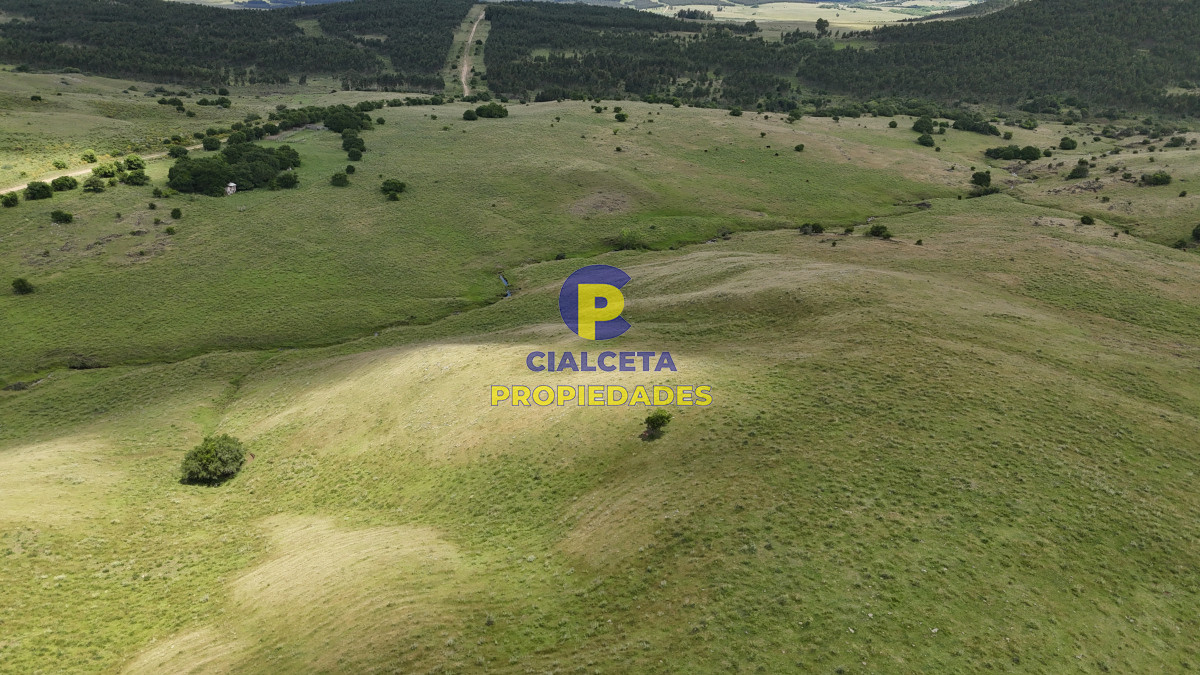 485 hectáreas en Lavalleja, ganadero forestal - GoPunta - Portal Inmobiliario de Punta del Este - Maldonado