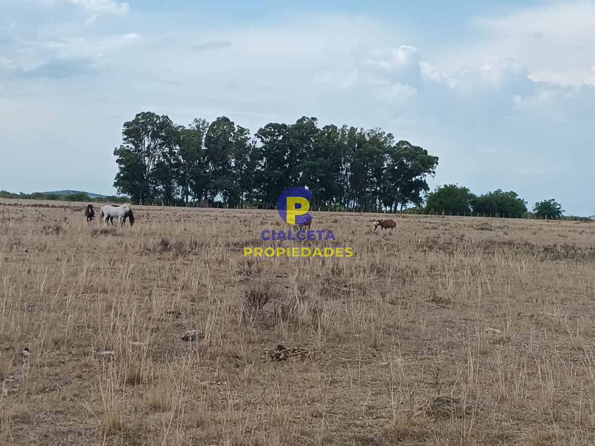Campo Ref.69 - 180 hectáreas en Lavalleja