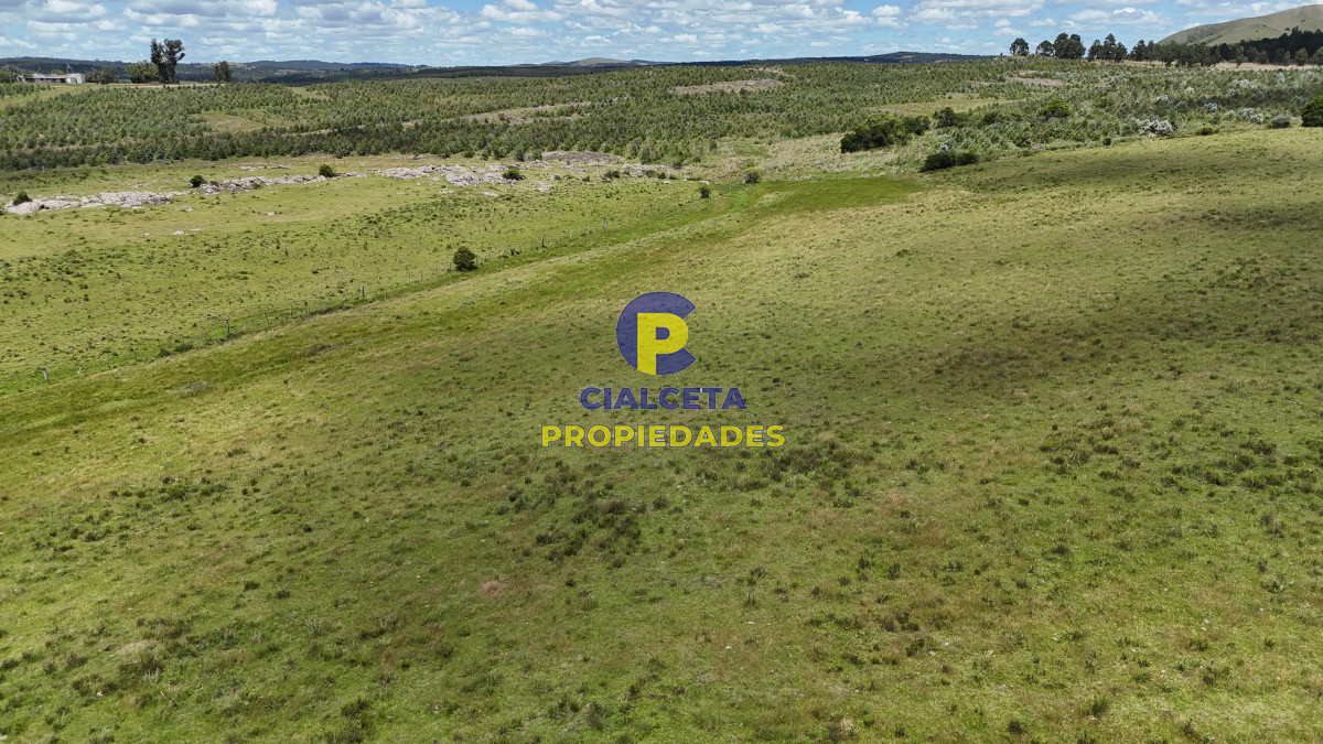 95 hectáreas ganadero forestal - GoPunta - Portal Inmobiliario de Punta del Este - Maldonado