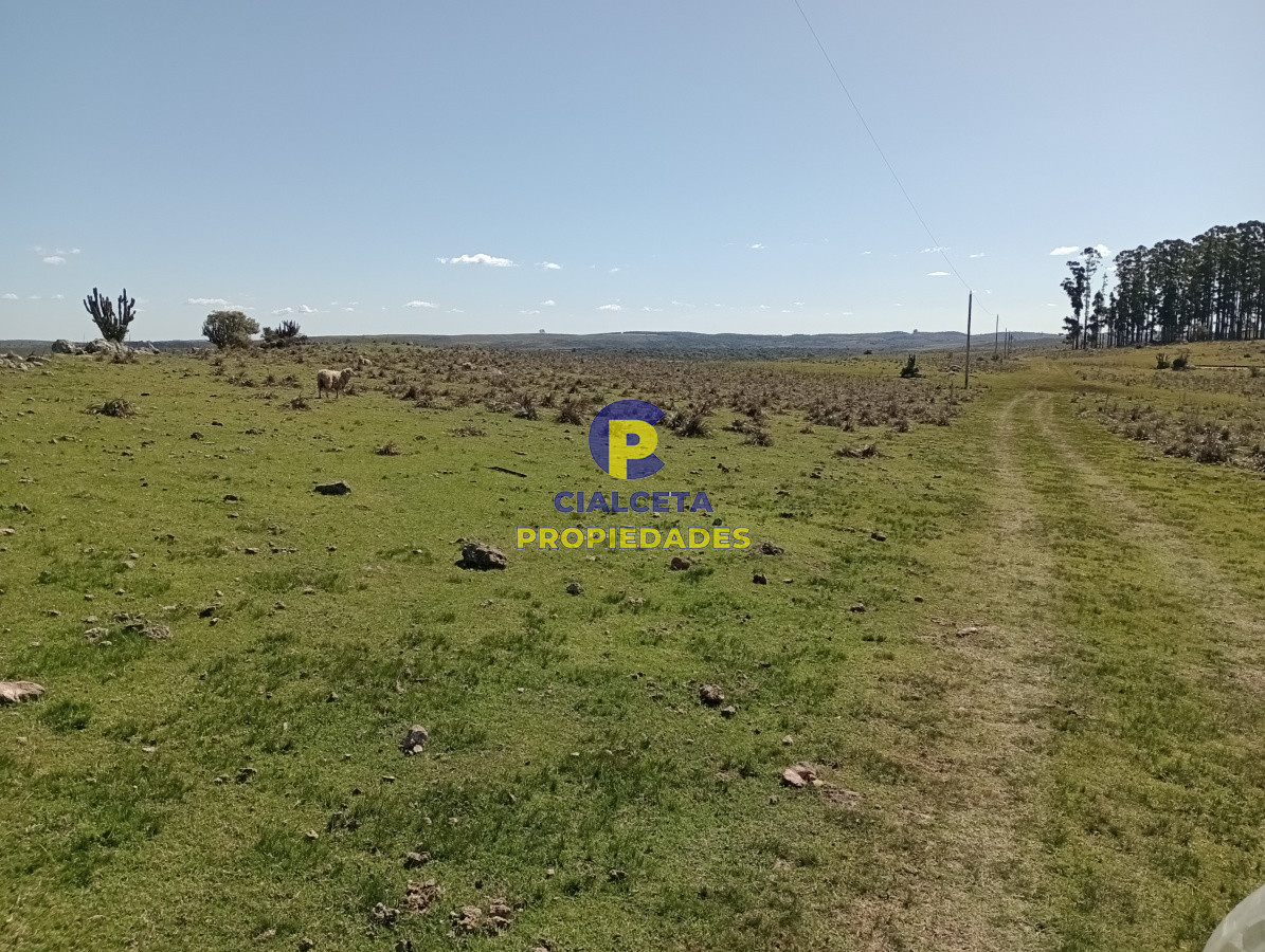 811 hectáreas en Treinta y Tres - GoPunta - Portal Inmobiliario de Punta del Este - Maldonado