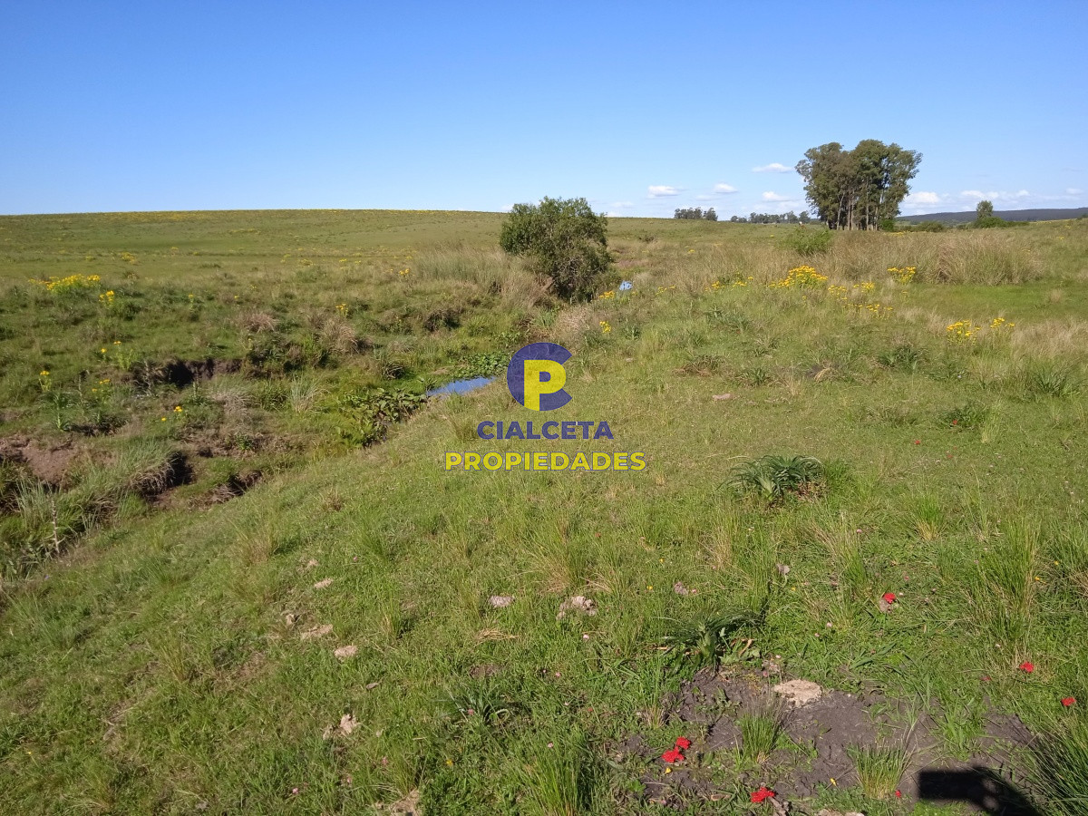Campo Ref.95 - 202 hectáreas, campo bueno, natural
