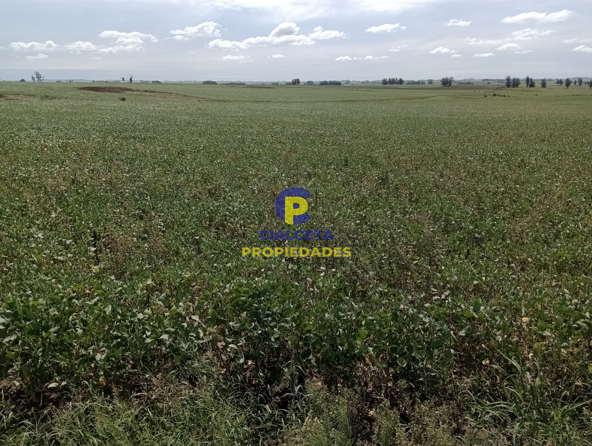 Campo Ref.68 - 350 hectáreas en lavalleja