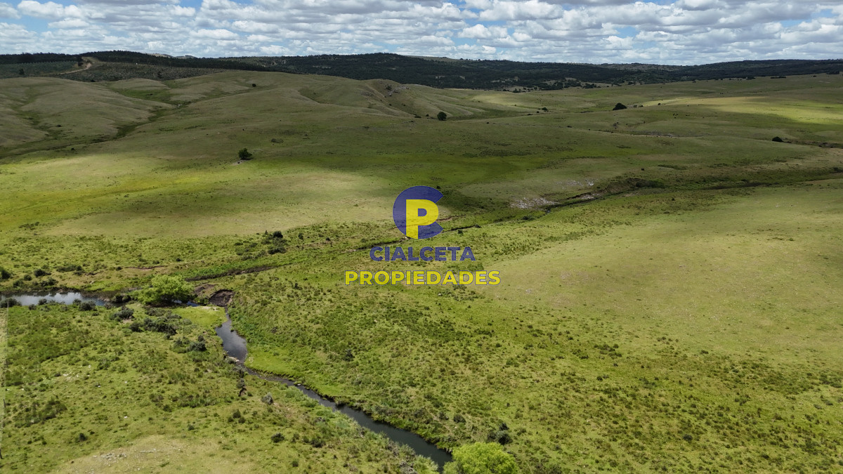 389 hectáreas ganaderas forestales - GoPunta - Portal Inmobiliario de Punta del Este - Maldonado