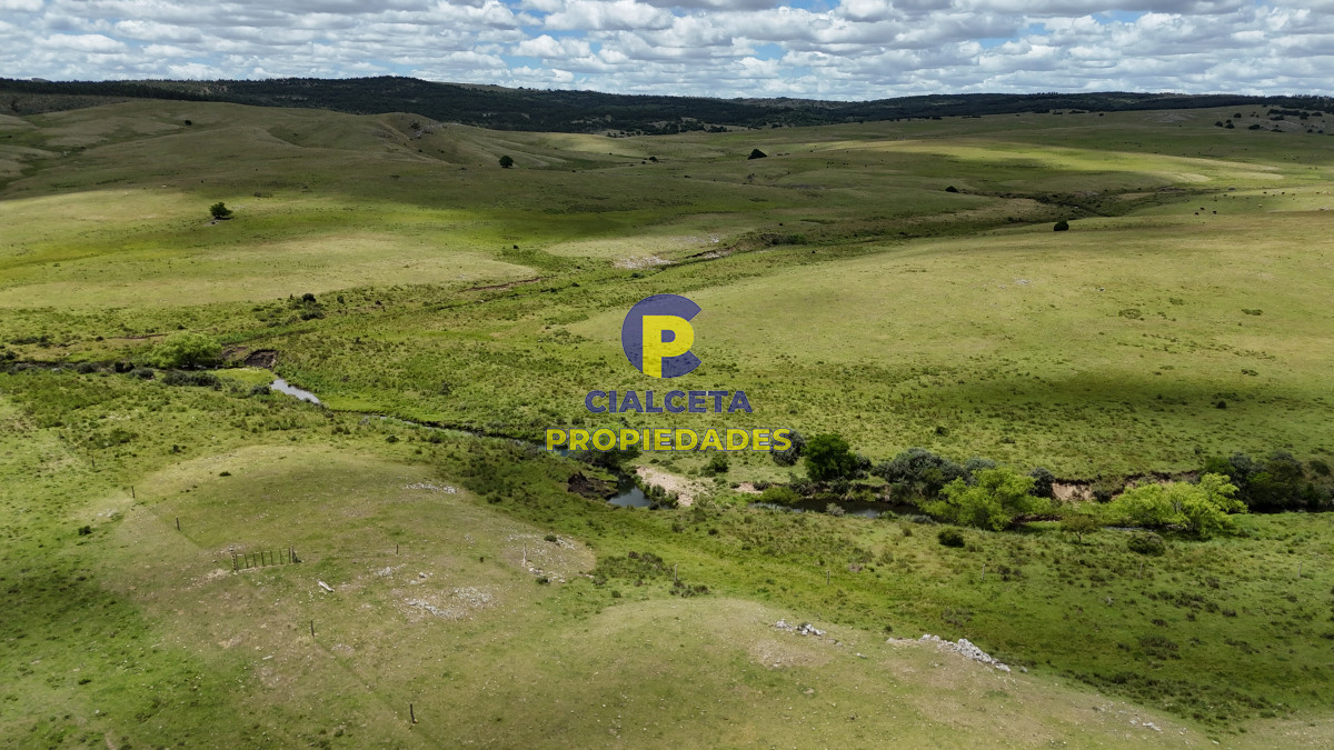 389 hectáreas ganaderas forestales - GoPunta - Portal Inmobiliario de Punta del Este - Maldonado
