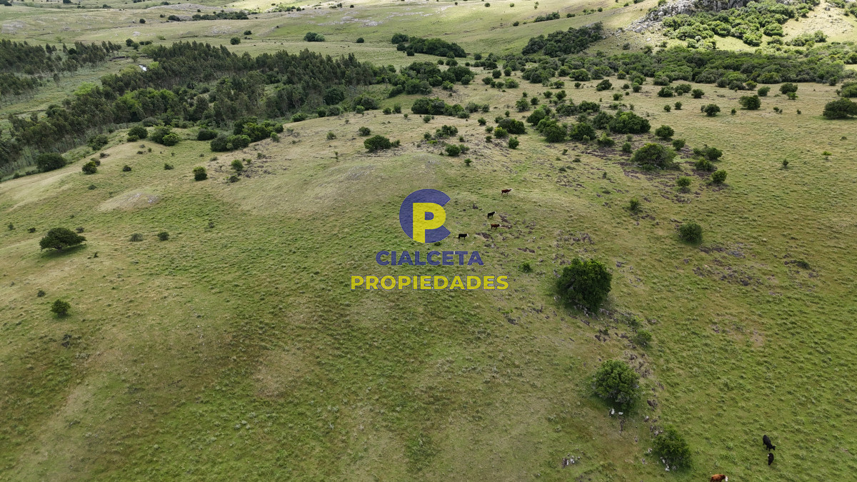 485 hectáreas en Lavalleja, ganadero forestal - GoPunta - Portal Inmobiliario de Punta del Este - Maldonado