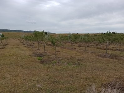 5 hectáreas con olivos en Maldonado