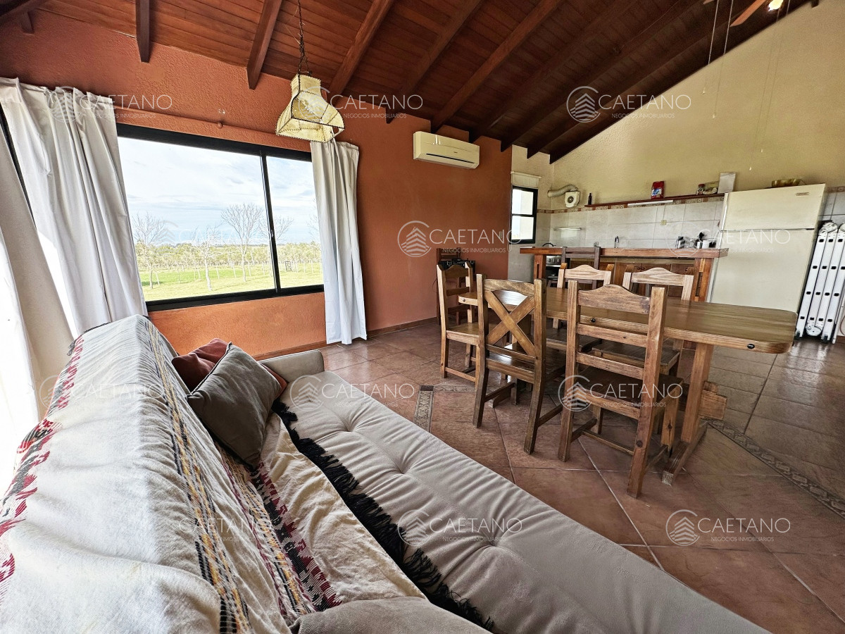 Campo olivar sobre la Ruta 8 de Minas - GoPunta - Portal Inmobiliario de Punta del Este - Maldonado