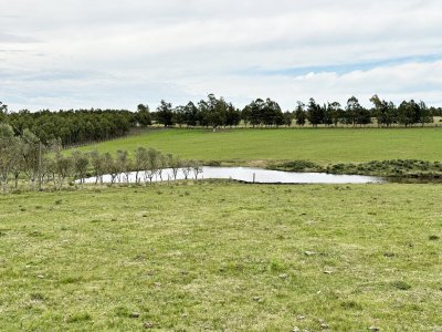 Campo olivar sobre la Ruta 8 de Minas