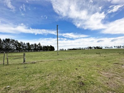 campo olivar sobre la ruta 8 de minas - dmc11847p