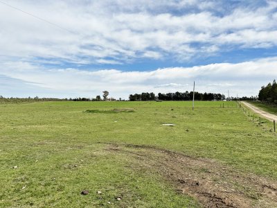 campo olivar sobre la ruta 8 de minas - dmc11847p