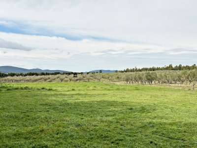 campo olivar sobre la ruta 8 de minas - dmc11847p