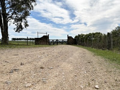 campo olivar sobre la ruta 8 de minas - dmc11847p