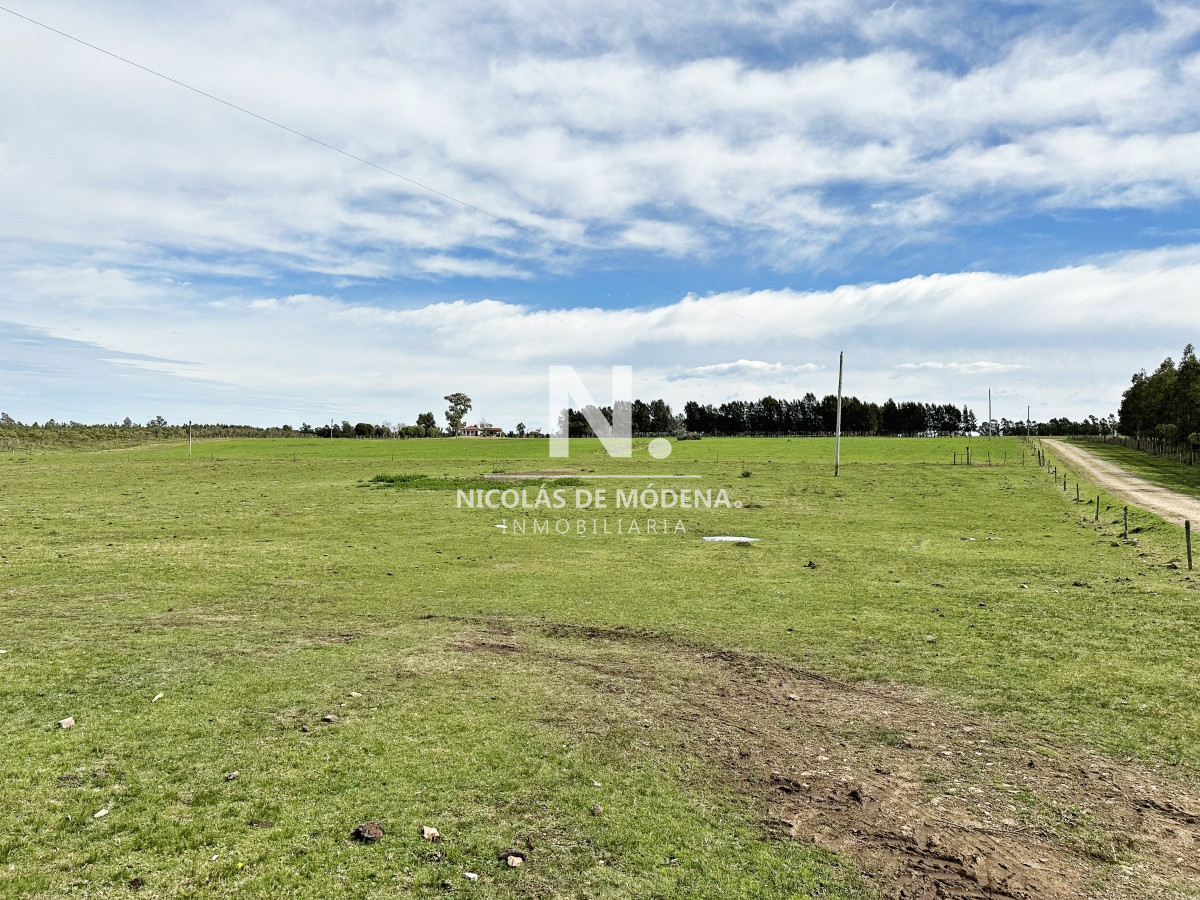 Campo