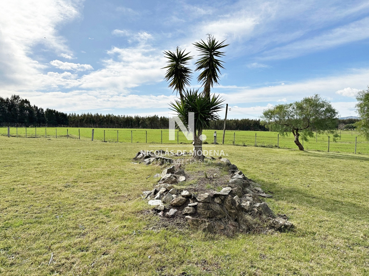Campo
