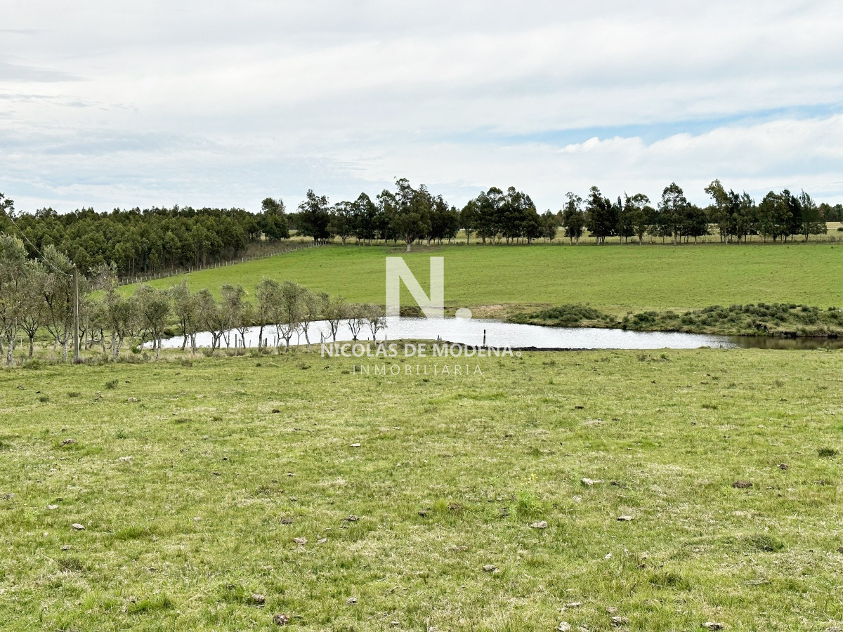 Campo