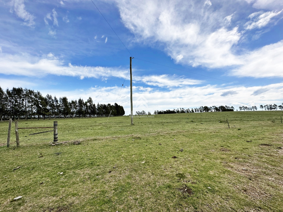 Campo Ref.4993 - Olivar sobre la Ruta 8 de Minas
